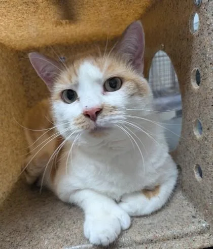A senior small-sized female Domestic Short Hair cat named Kiki for adoption in Missoula, MT