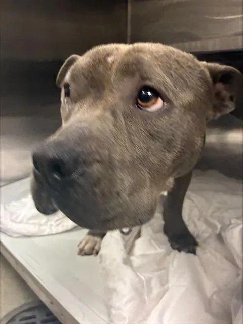 A young medium-sized female Pit Bull Terrier dog named Sasha for adoption in Miami, FL