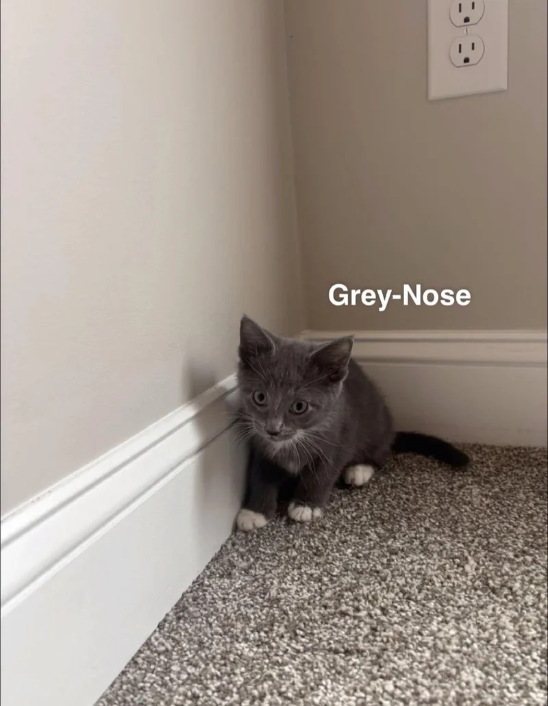 Grey Nose thumbnail 2