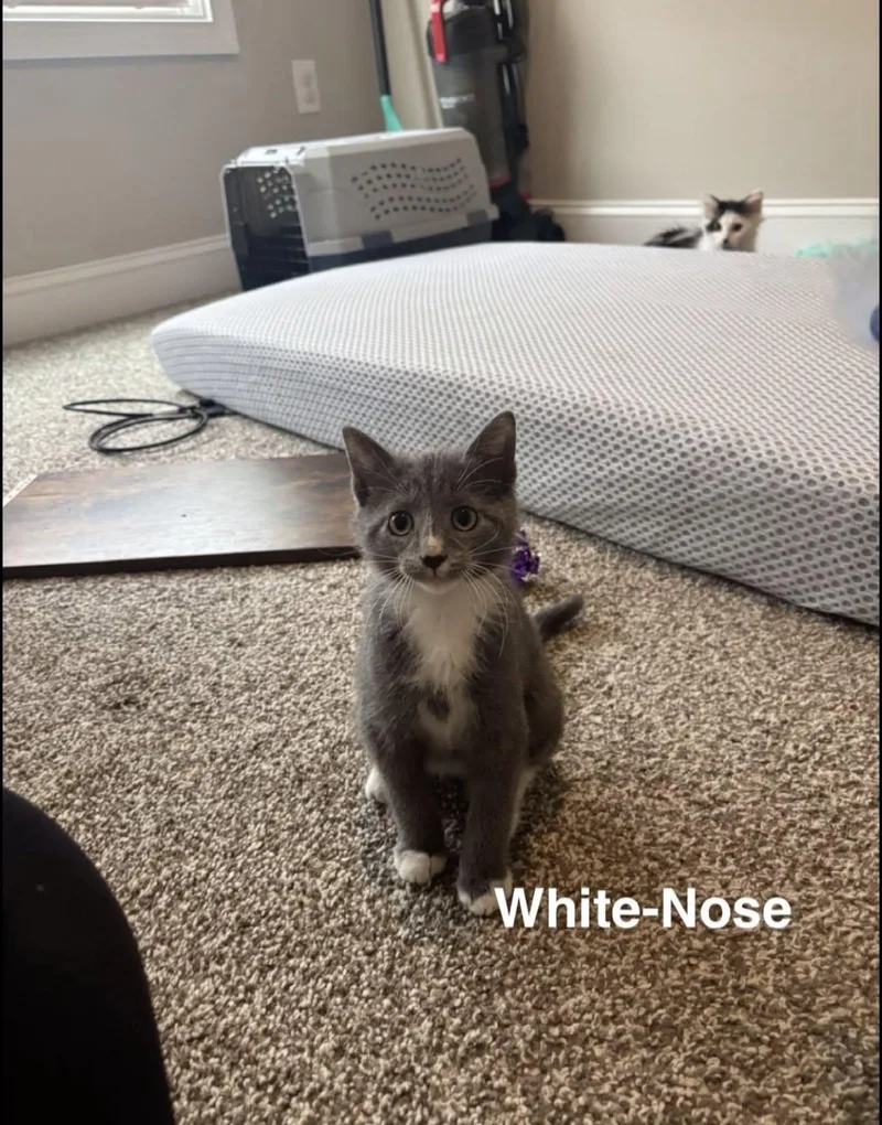 Grey Nose thumbnail 3