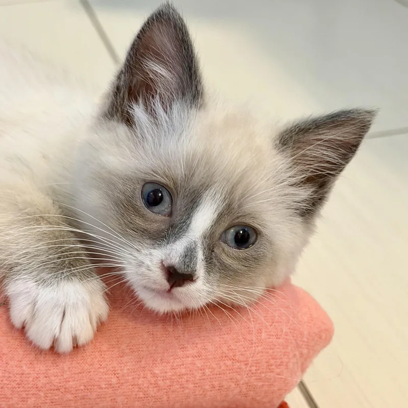 A baby small-sized female Seal Point Domestic Short Hair cat named Hershey & Marshmallow for adoption in Milwaukee, WI