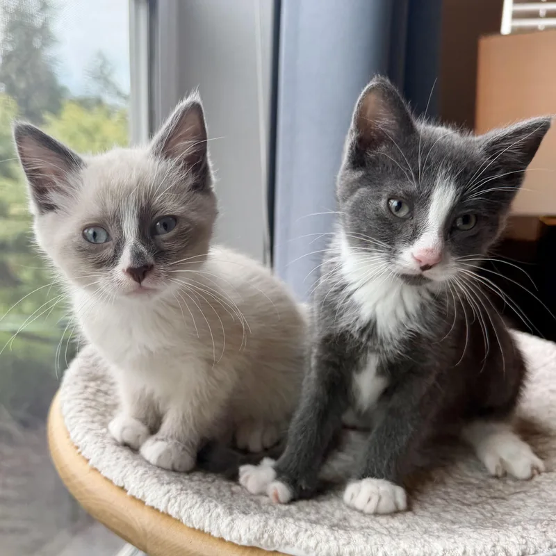 Hershey & Marshmallow thumbnail 3