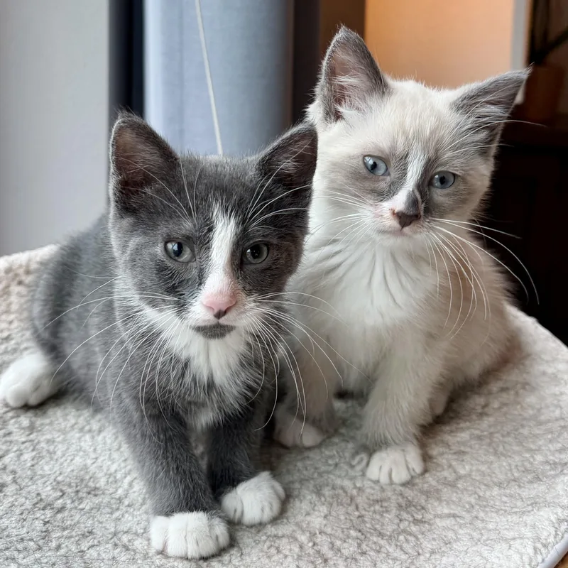 Hershey & Marshmallow thumbnail 5