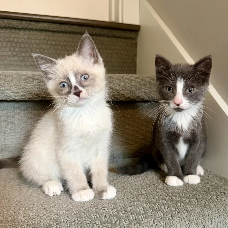 Hershey & Marshmallow thumbnail 6