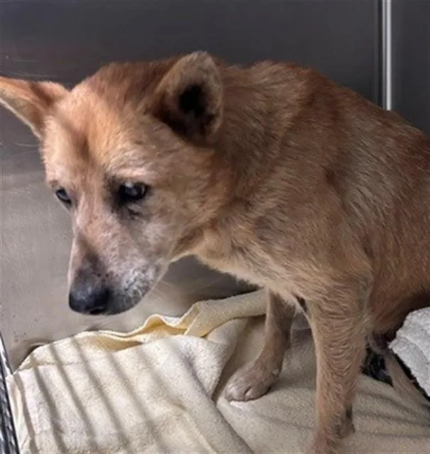 A senior medium-sized female Shiba Inu dog named Claire for adoption in Baldwin Park, CA