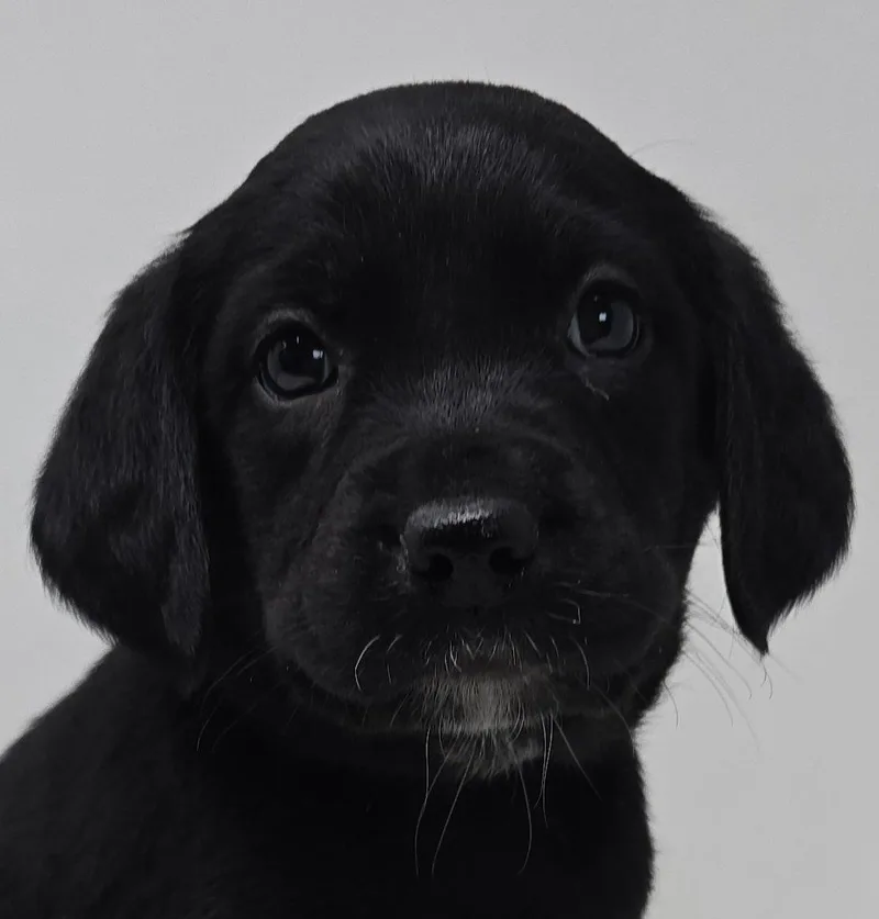 A baby medium-sized male Black Flat-Coated Retriever dog named Battle for adoption in Newport, TN