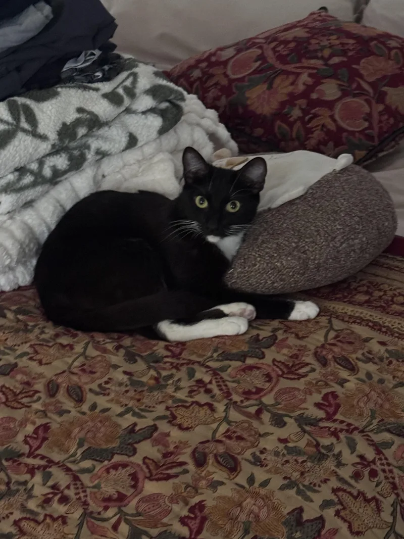 A young medium-sized female Black & White / Tuxedo Domestic Short Hair cat named Christie for adoption in Hawthorne, CA