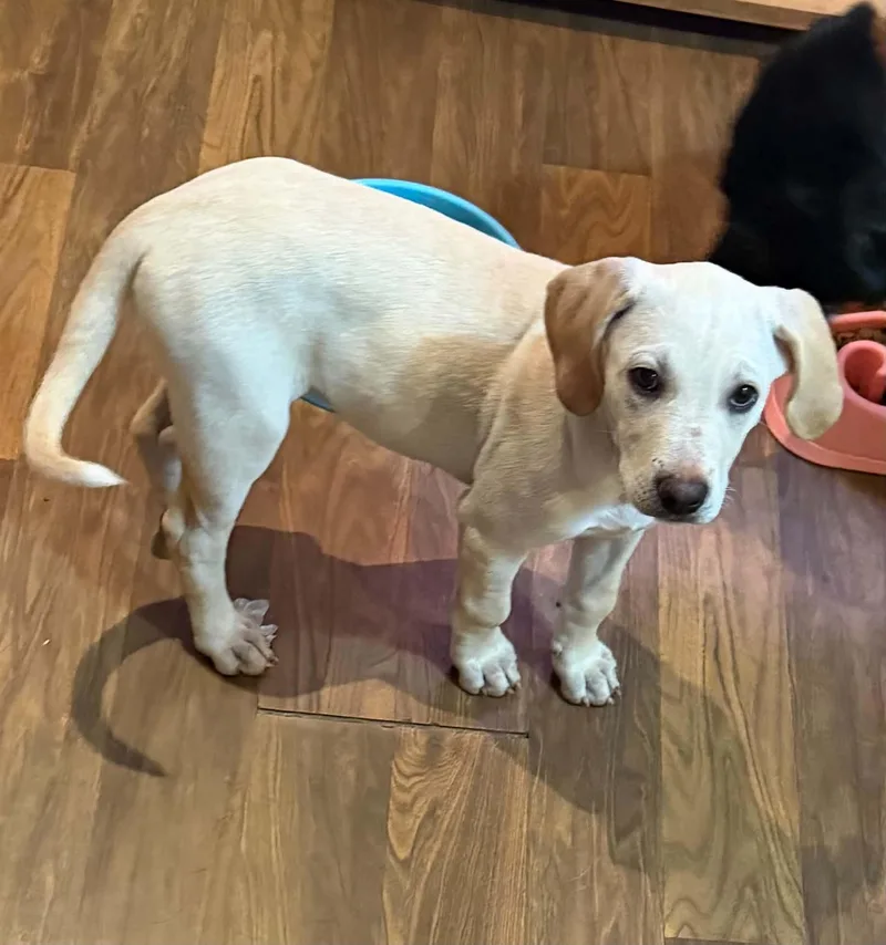 A baby medium-sized female Labrador Retriever dog named Lilith for adoption in Mobile, AL