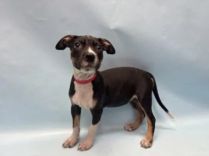 A baby large-sized female Pit Bull Terrier dog named Buckwheat for adoption in Coon Rapids, MN