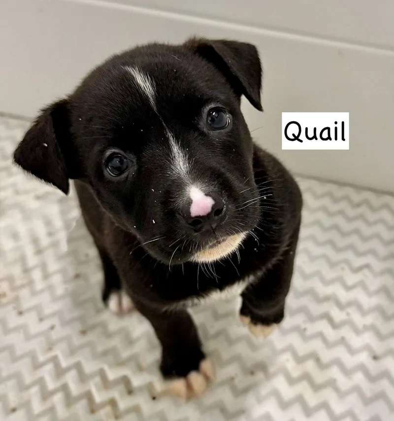 A baby medium-sized female American Staffordshire Terrier dog named Quail for adoption in GILBERTS, IL