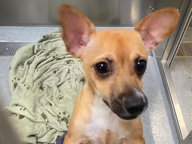 A young medium-sized male Chihuahua dog named Hopper for adoption in Tustin, CA