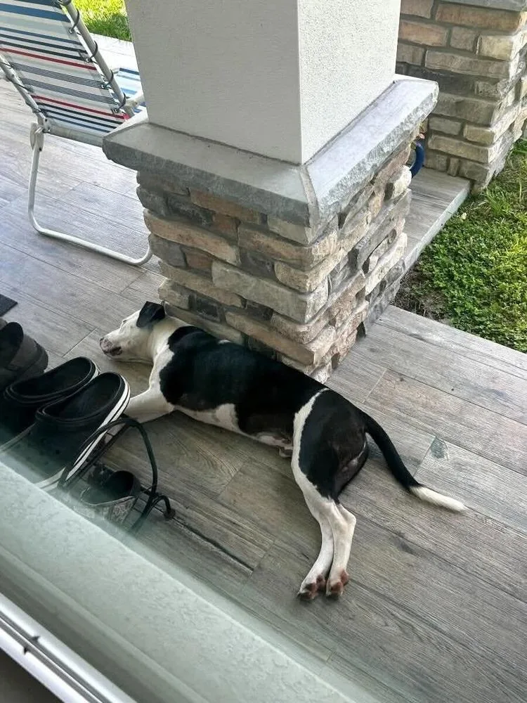 An adult medium-sized male Tricolor (Brown, Black, & White) American Bulldog dog named Petey for adoption in Lakeland, FL
