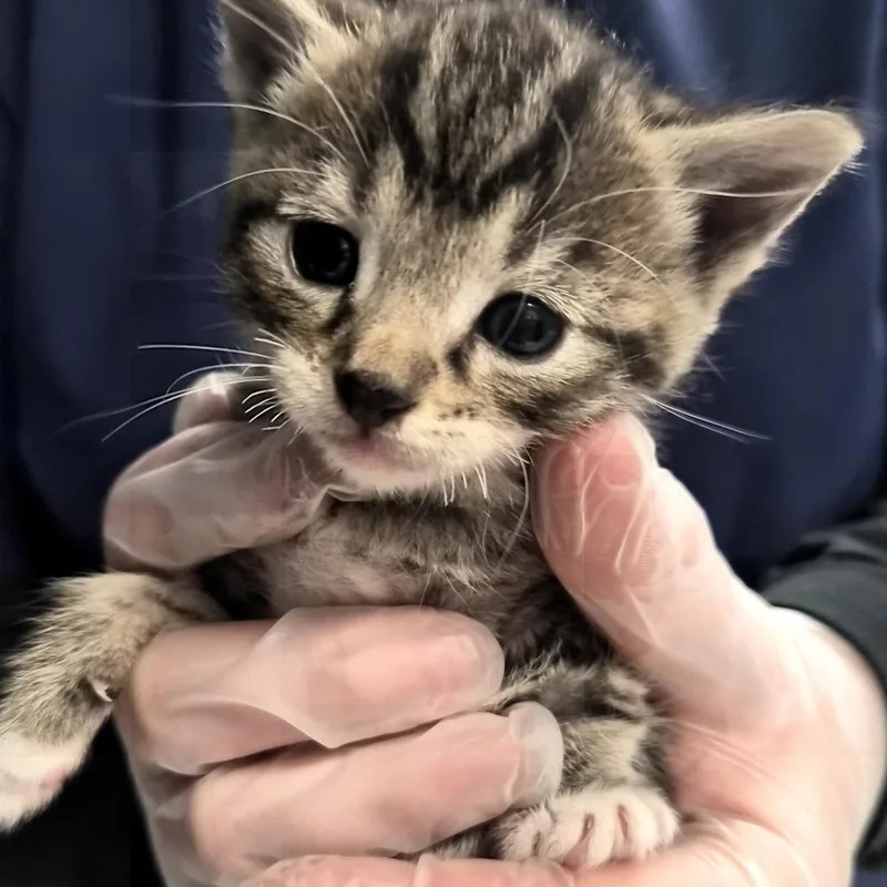 A baby small-sized male Brown / Chocolate Domestic Short Hair cat named Rolo for adoption in Vineland, NJ