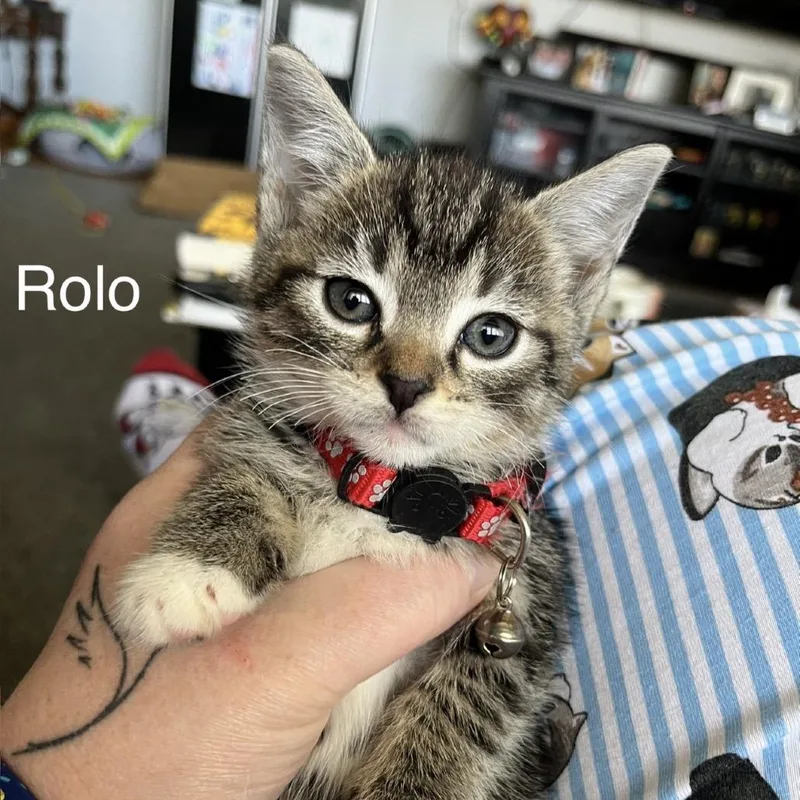 Rolo thumbnail 2