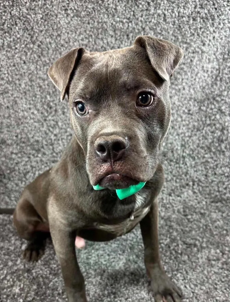 A young medium-sized male Pit Bull Terrier dog named Gates for adoption in Grand Island, NE