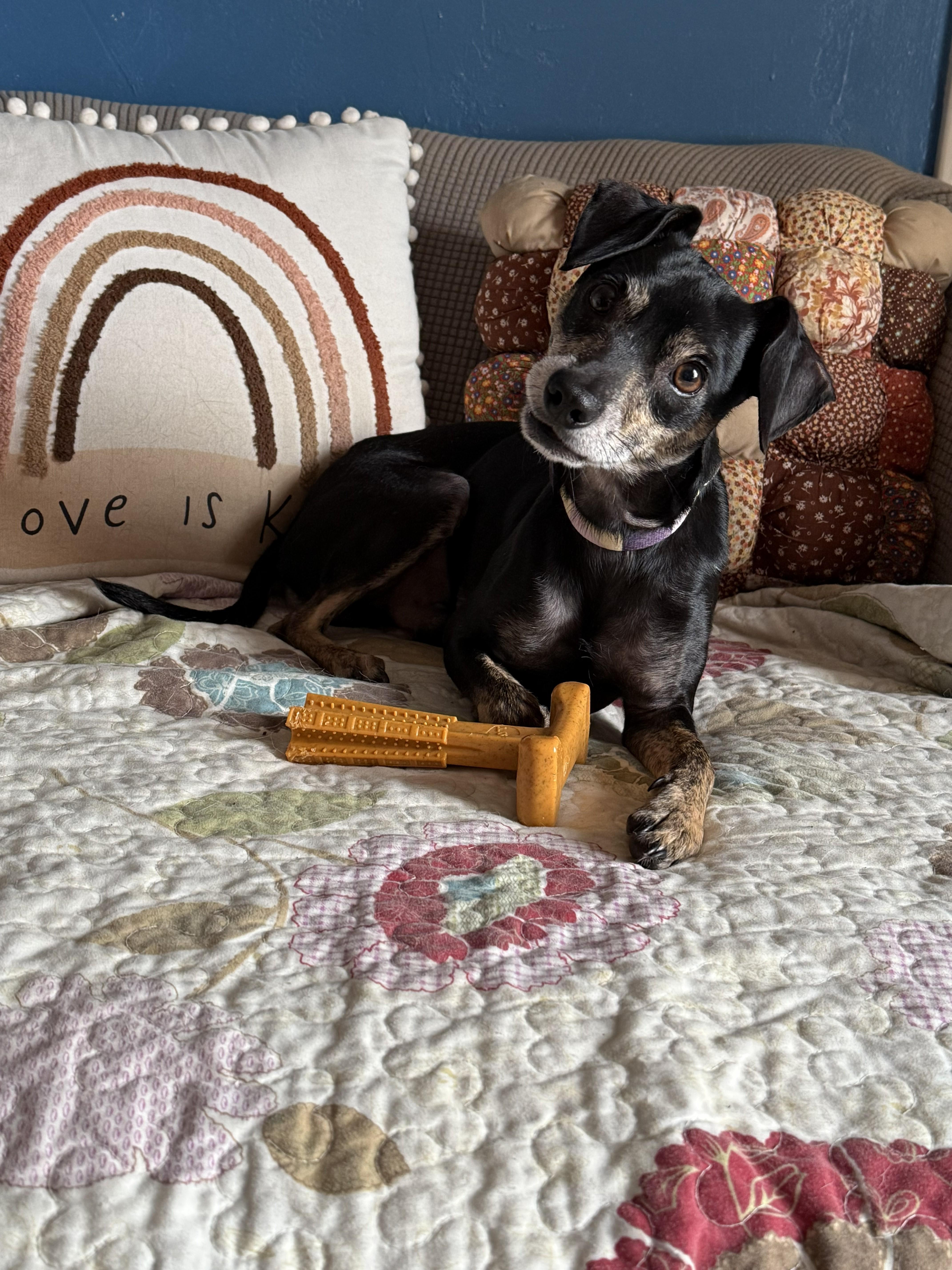 An adult small-sized male Miniature Pinscher dog named Brock The Rock for adoption in Yukon, OK