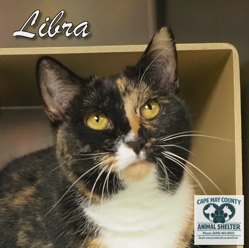 A young medium-sized male Domestic Short Hair cat named Gemini & Libra for adoption in Cape May Court House, NJ