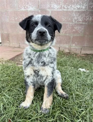 A baby small-sized female Australian Cattle Dog / Blue Heeler dog named Cricket for adoption in Riverside, CA