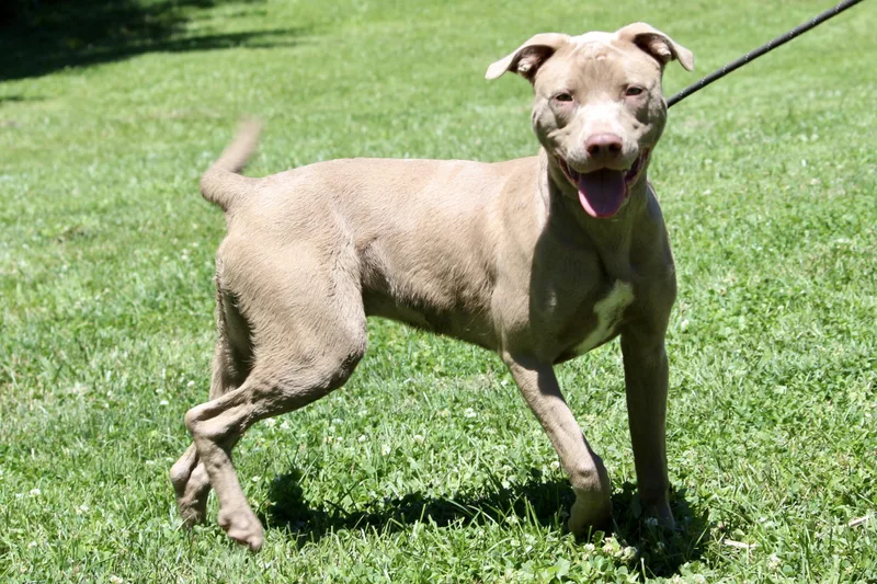 Goose thumbnail 3