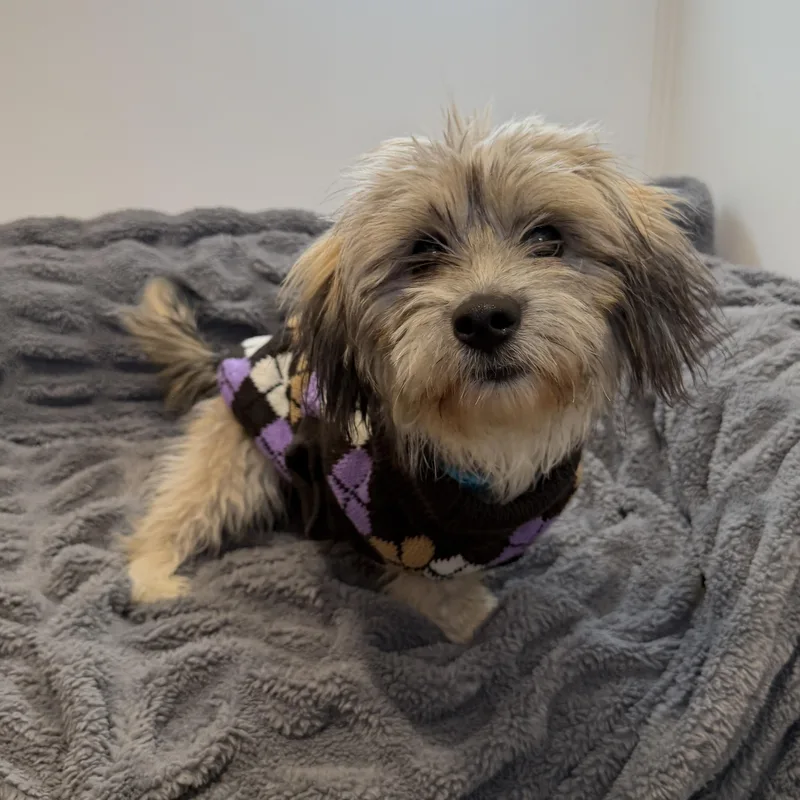 A baby small-sized male Havanese dog named Rosario for adoption in San Diego, CA
