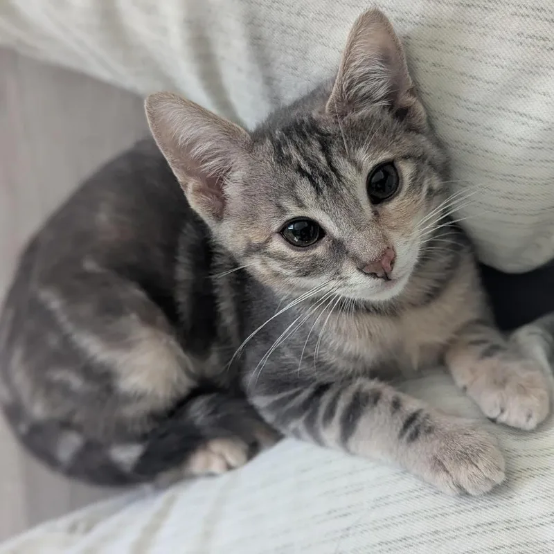 A baby small-sized female Torbie Domestic Short Hair cat named Tilly for adoption in Los Angeles, CA