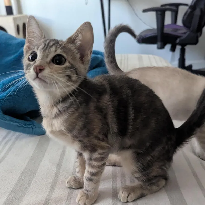 Tilly thumbnail 3