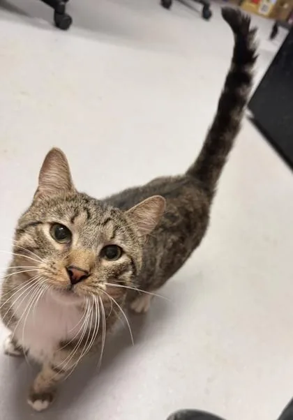 An adult medium-sized male Domestic Short Hair cat named Galaxy for adoption in West Chester, PA
