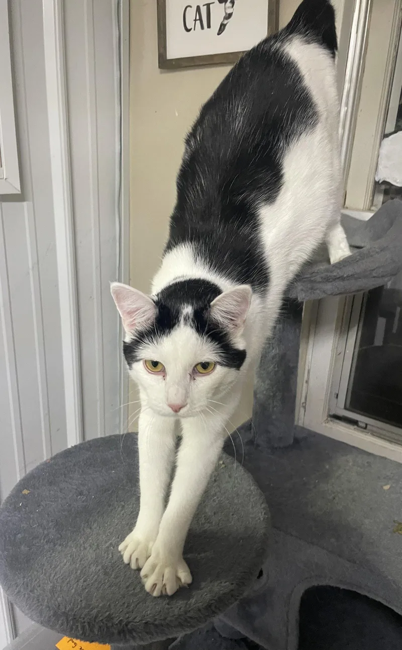 A young medium-sized female Black & White / Tuxedo Domestic Short Hair cat named CeCe for adoption in Stover, MO