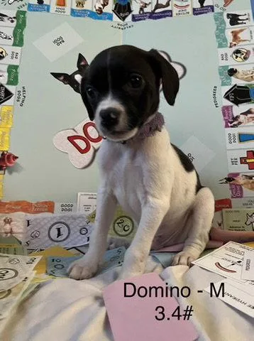 A baby medium-sized female Terrier dog named Domino for adoption in Hillside, IL