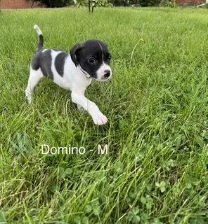Domino thumbnail 3