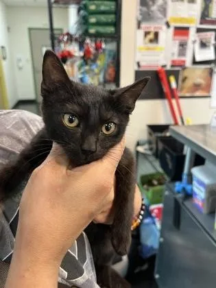 A baby small-sized male Domestic Short Hair cat named The Situation for adoption in Memphis, TN