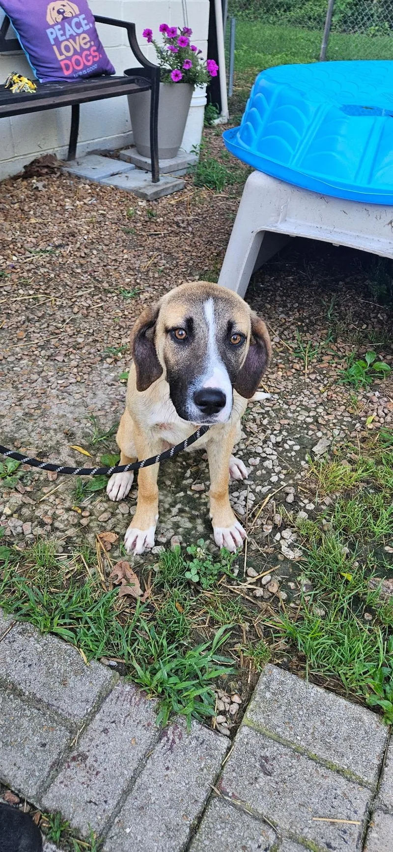 A young medium-sized female Anatolian Shepherd dog named Cayce for adoption in Mokena, IL