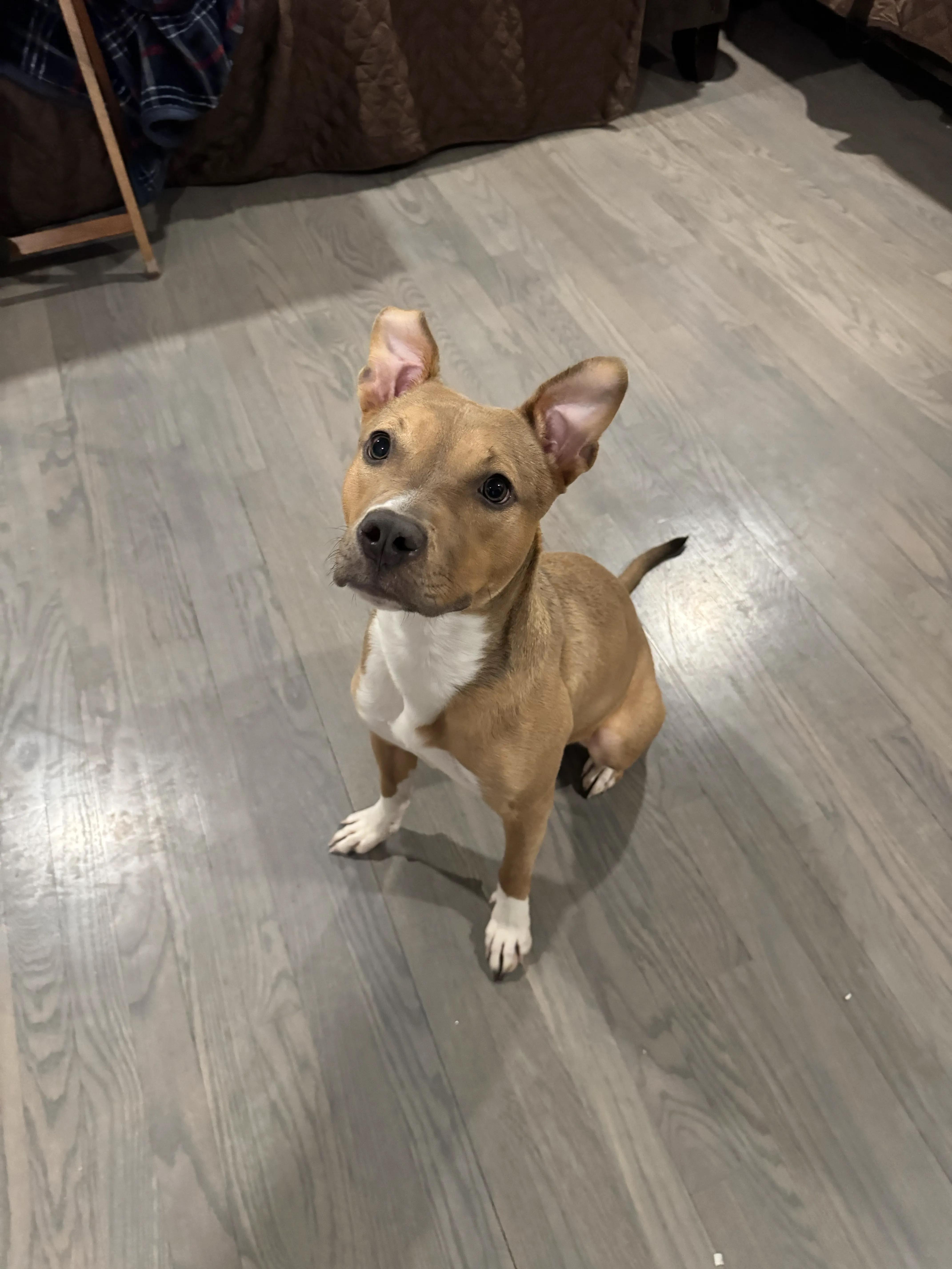 A young medium-sized female Mixed Breed dog named Genoa for adoption in Evanston, IL