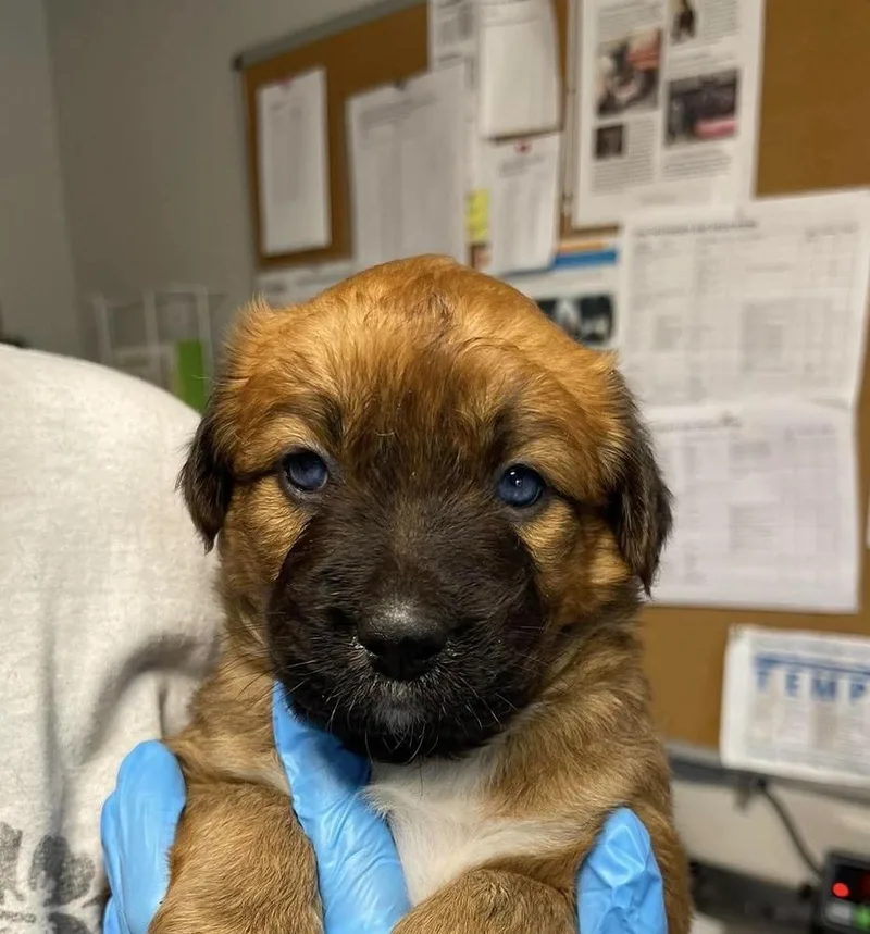 A baby small-sized female Jack Russell Terrier dog named Soleil for adoption in Bolivar, MO