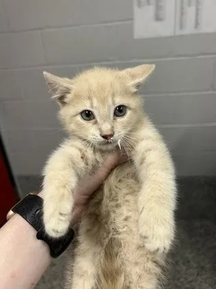 A baby small-sized male Domestic Short Hair cat named Bernard for adoption in West Chester, PA