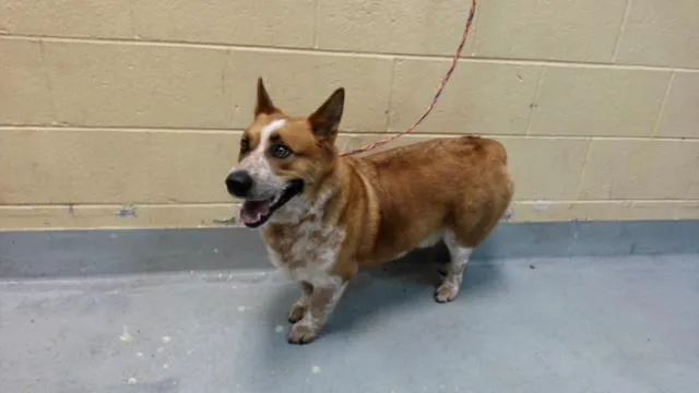 A young large-sized male Cardigan Welsh Corgi dog named Rowen for adoption in Tulsa, OK