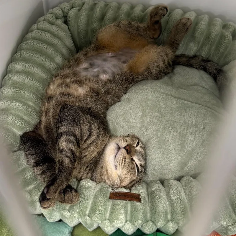 An adult medium-sized female Brown / Chocolate Domestic Short Hair cat named Muffaletta for adoption in Clearwater, FL