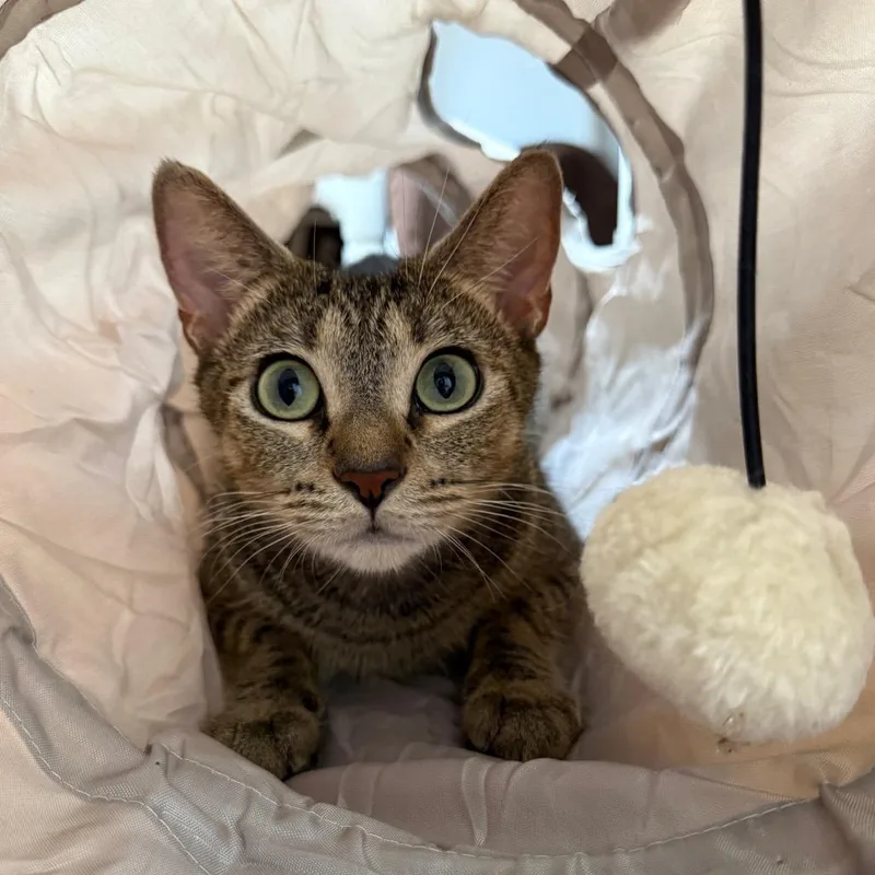 Muffaletta thumbnail 2