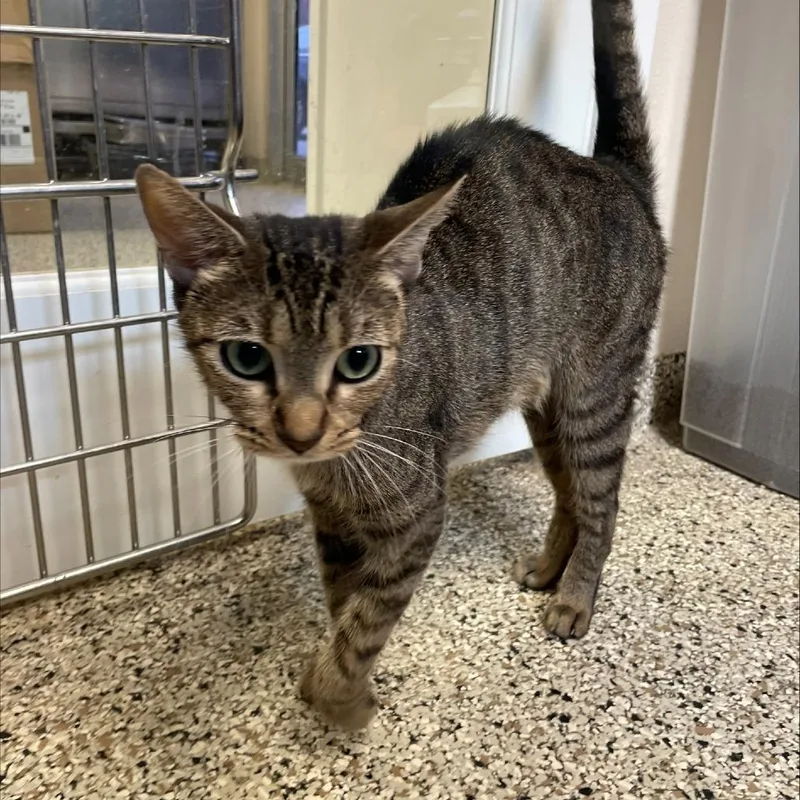 Muffaletta thumbnail 3