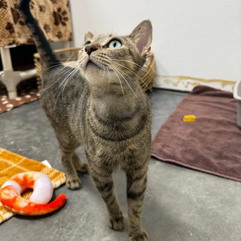 Muffaletta thumbnail 4