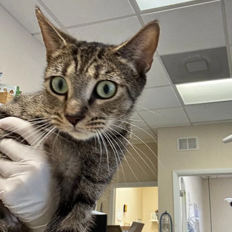 Muffaletta thumbnail 5