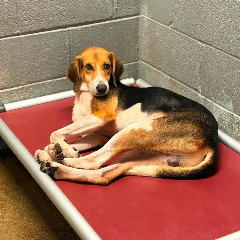 An adult medium-sized male Hound dog named Rugby for adoption in Alexandria, VA
