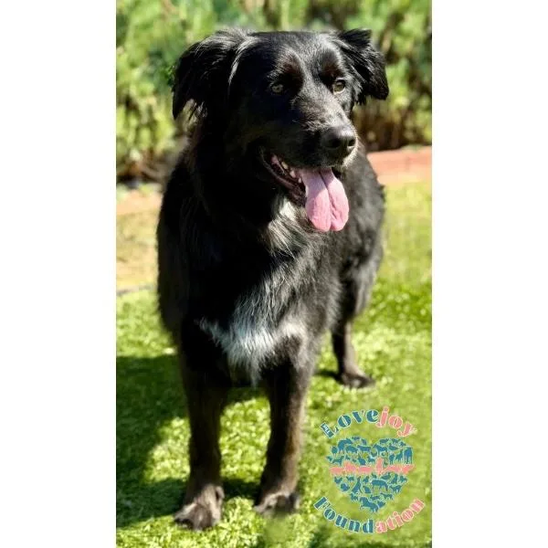 Kona