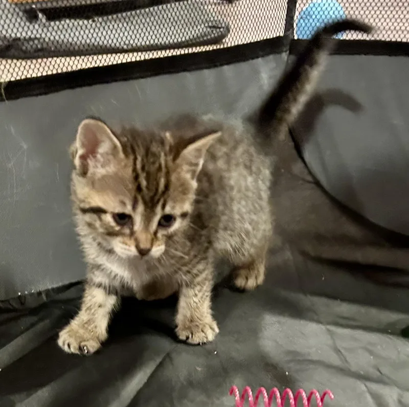 A baby medium-sized female Tabby (Buff / Tan / Fawn) Domestic Short Hair cat named Carlita for adoption in Ontario, NY