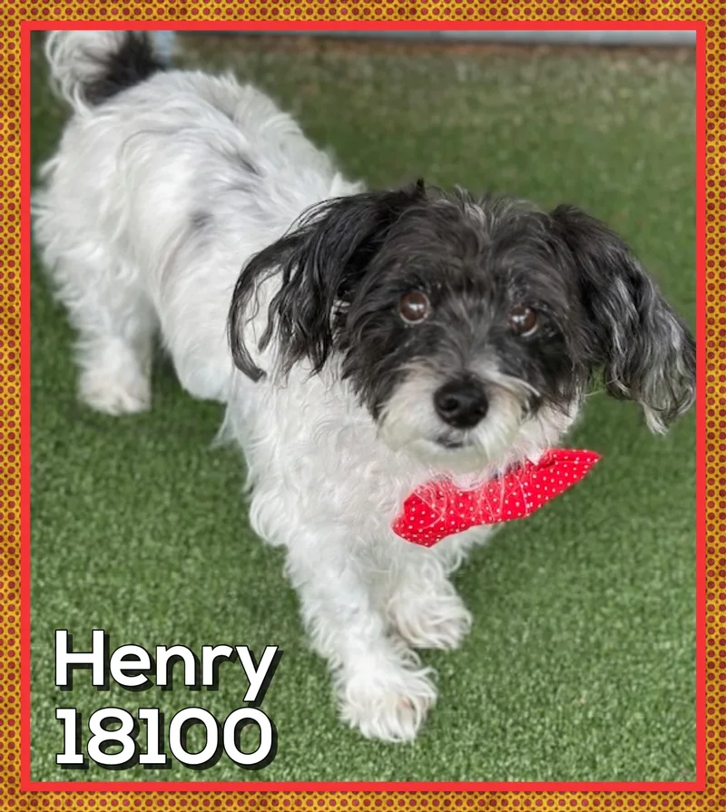 Henry thumbnail 2