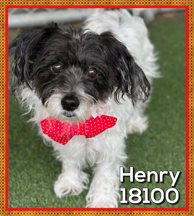 Henry thumbnail 3