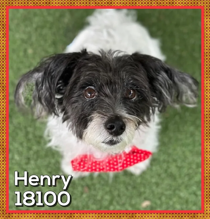Henry thumbnail 4