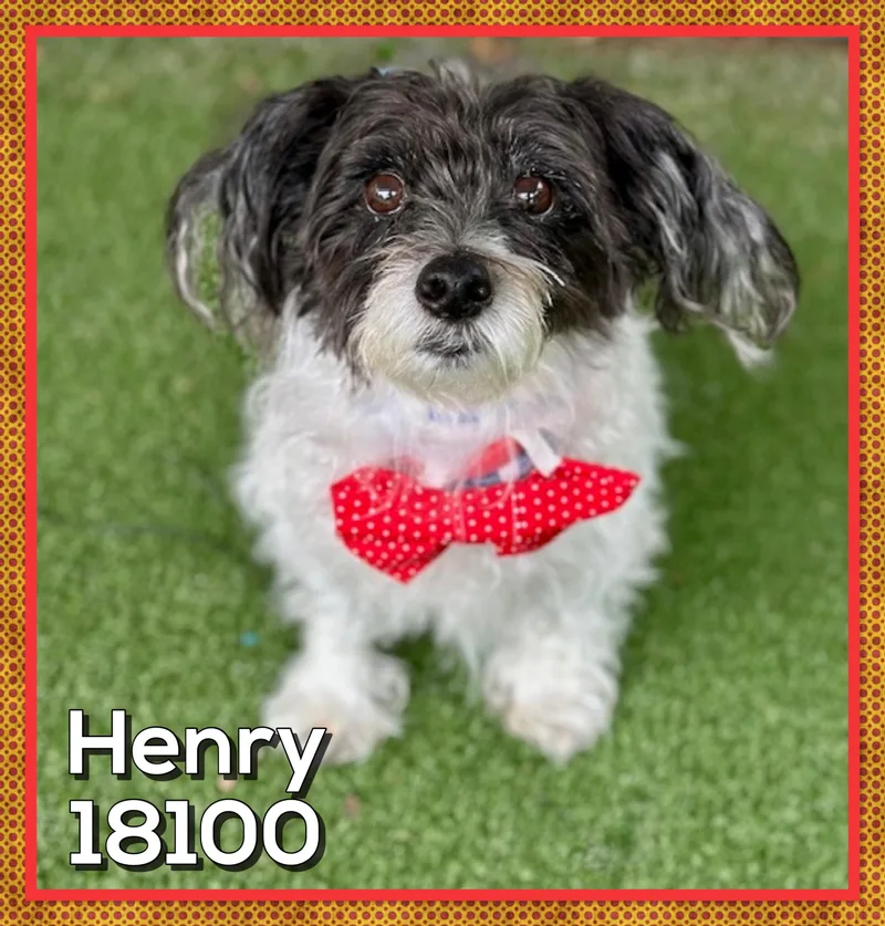 Henry thumbnail 5