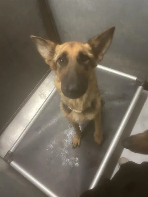 A young large-sized female German Shepherd Dog dog named Dior for adoption in Conroe, TX