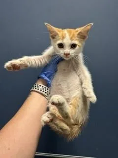 A baby small-sized male Domestic Short Hair cat named Bruno for adoption in Miami, FL